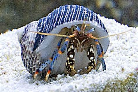saltwater hermit crabs for sale